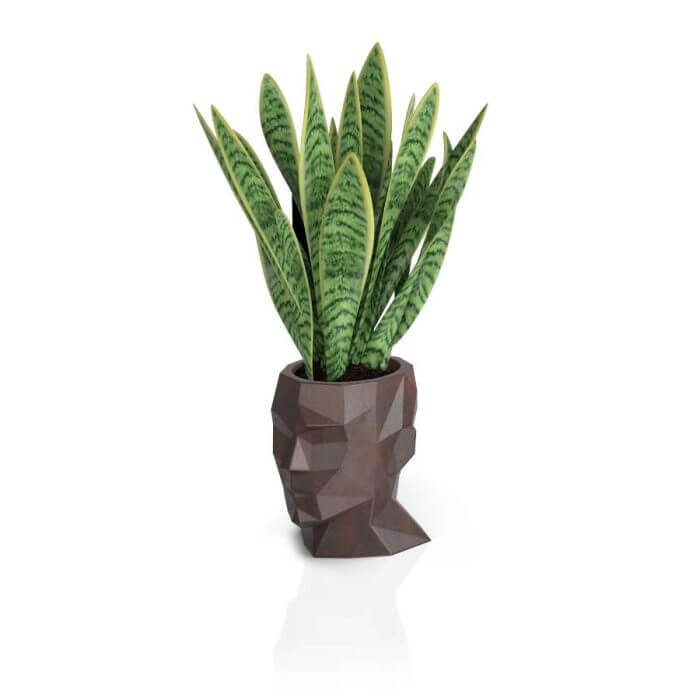 Adonis corten